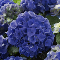 Гортензия крупнолистная Music Collection микс купить