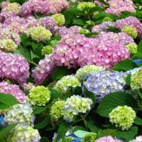 Гортензия крупнолистная Endless Summer купить