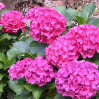 Гортензия крупнолистная Альпенглюхен купить