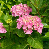 Гортензія крупнолистова Літл Пінк купить