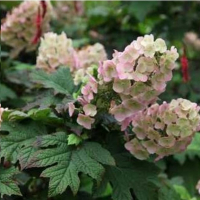 Гортензія дуболиста Бургунді купить