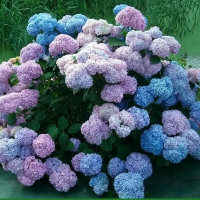 Гортензия крупнолистная BODENSEE 40/50 см с7,5 купить