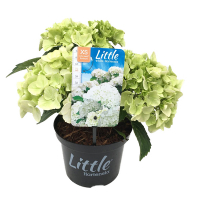 Гортензия крупнолистная Little XS микс купить