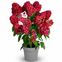 Гортензия метельчатая Блоди Мери купить