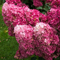 Гортензія мітловидна Фрайз Мельба купить