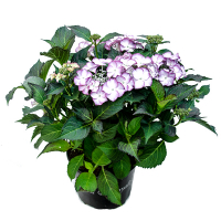 Гортензія крупнолистова Royalty Collection мікс купить