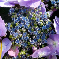 Гортензия шершавая Хот шоколад купить