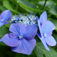 Гортензия крупнолистная Блю Скай купить