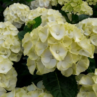 Гортензия крупнолистная Кайпиринья купить