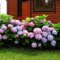 Гортензия крупнолистная купить