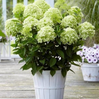 Гортензия крупнолистная Уайтлайт купить