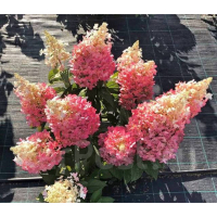 Гортензия метельчатая Бэби Лейс купить