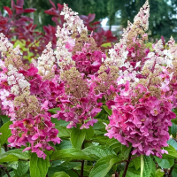 Гортензия метельчатая Конфетти купить