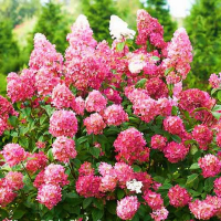 Гортензія хуртовина Пінк Даймонд купить