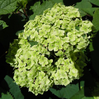 Гортензия древовидная Лайм Рики купить