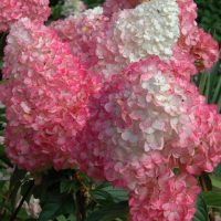 Гортензія хуртовина Пінк Леді купить
