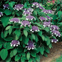 Гортензия шершавая Вельвет Лаш купить