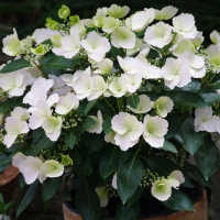 Гортензия крупнолистная Runaway Bride купить
