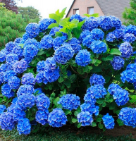 Гортензия крупнолистная Early Blue купить