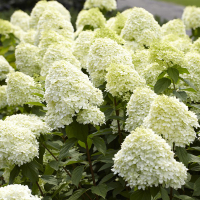 Гортензія мітловидна Лаймлайт купить