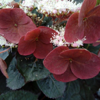 Гортензия пильчатая Daredevil купить