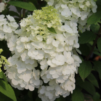 Гортензия волотиста Polar Bear купить