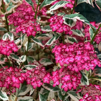 Гортензия пильчатая Эйфория Пинк купить