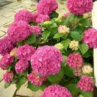 Гортензия крупнолистная Rosita купить