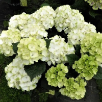 Гортензия крупнолистная Caipirinha купить