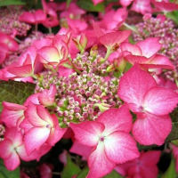 Гортензия крупнолистная Селина купить