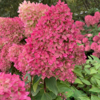 Гортензия метельчатая Петит Флори купить