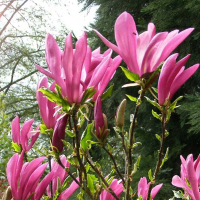 Магнолия Сьюзан купить