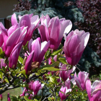 Магнолия Сьюзан купить