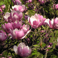 Магнолия суланжа купить