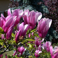 Магнолия Сьюзан купить