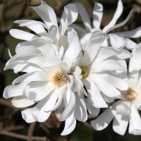 Магнолия Стеллата купить