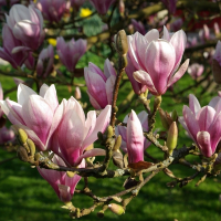 Магнолия Суланжа купить