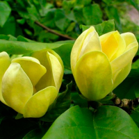 Магнолія бруклінська Жовтий птах купить