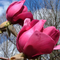 Магнолия Соул Сатисфакшн купить