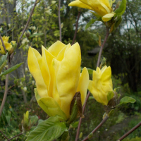 Магнолия Дафни купить