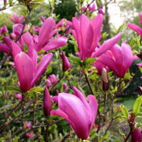 Магнолия Сьюзан купить