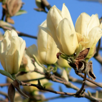 Магнолія оголена Еллоу Рівер купить