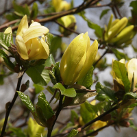 Магнолия Yellow Lantern купить