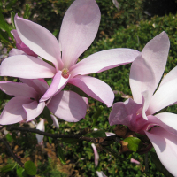 Магнолия гибридная Бетти купить