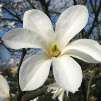 Магнолия Кобус купить