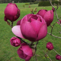 Магнолия Black Tulip купить