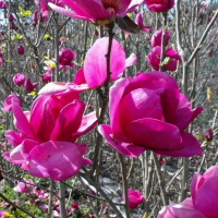 Магнолія Клеопатра купить