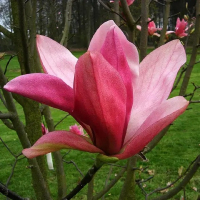 Магнолия Дейбрейк купить