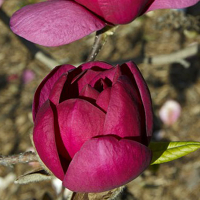 Магнолія Джені купить