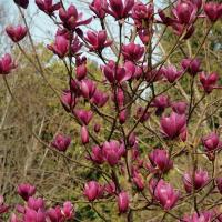 Магнолия Шираз купить